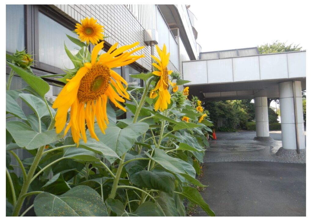 ひまわりカーテン